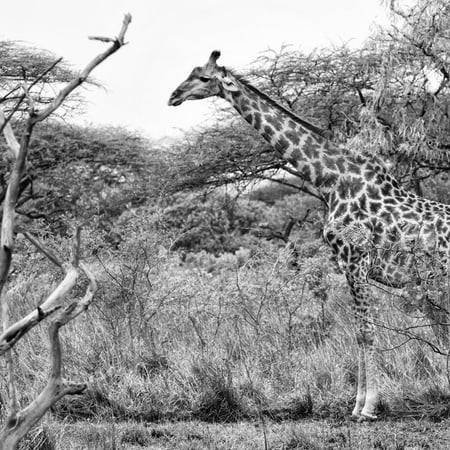 Awesome South Africa Collection Square - Giraffe Profile in Savannah B&W Print Wall Art By Philippe