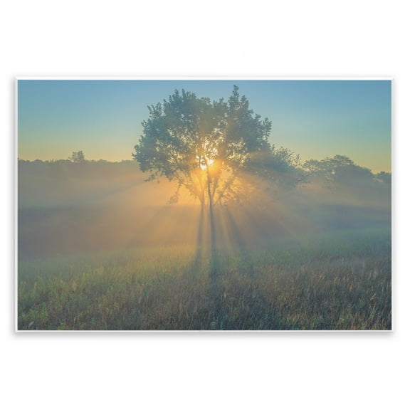 Stupell Industries Bright Sunlit Tree Landscape & Nature Photography Unframed Art Print Wall Art, 15 x 10