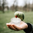 thumbnail image 1 of HAMPPLIES 10Pack Transparent Acrylic Bird Feeder Cup for Oriole Feeders, 1 of 8