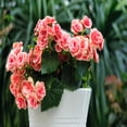 thumbnail image 5 of Sweet Strawberry Pink Begonia Flowers - 4 Bulbs - Attracts Butterflies, Bees & Hummingbirds - Sun & Shade Friendly-Spring Garden Perennial, 5 of 5