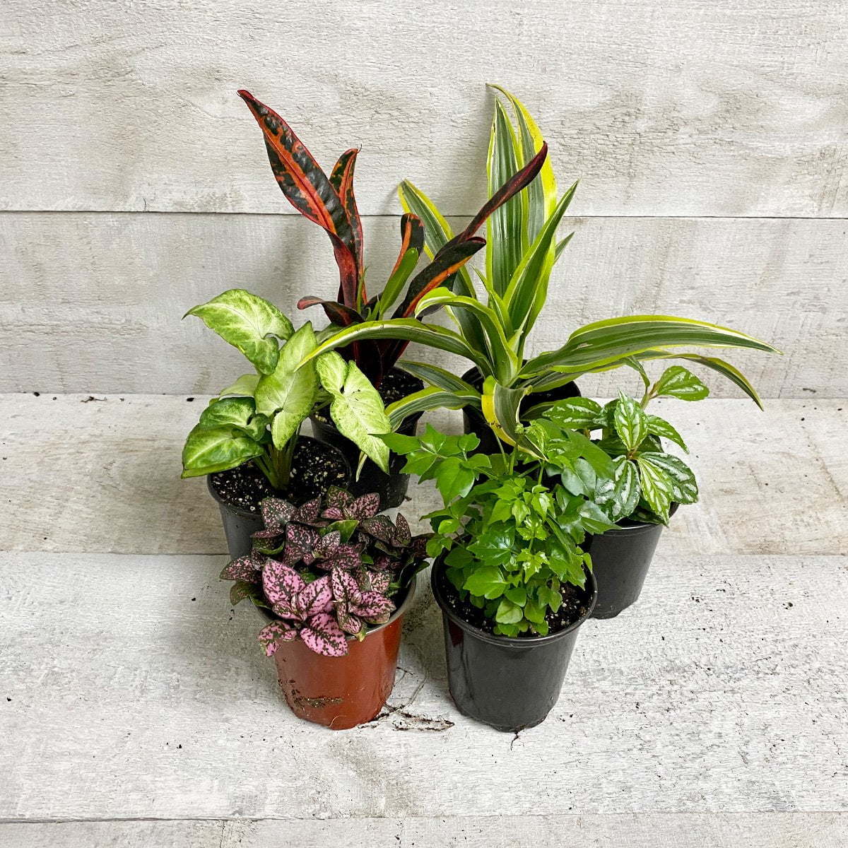 Tropical Houseplant Bundle Air Purifying Plants, Tropical