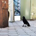 thumbnail image 3 of Peluche de peluche Hansa Black Crow 30 cm, 3 of 3