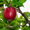 thumbnail image 6 of Red Delicious Apple Tree Live Trees, Crisp, Sweet Red Apples, 6 of 6