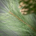 thumbnail image 2 of 28"H Sullivans Long Pine & Pinecone Spray, Green, 2 of 2