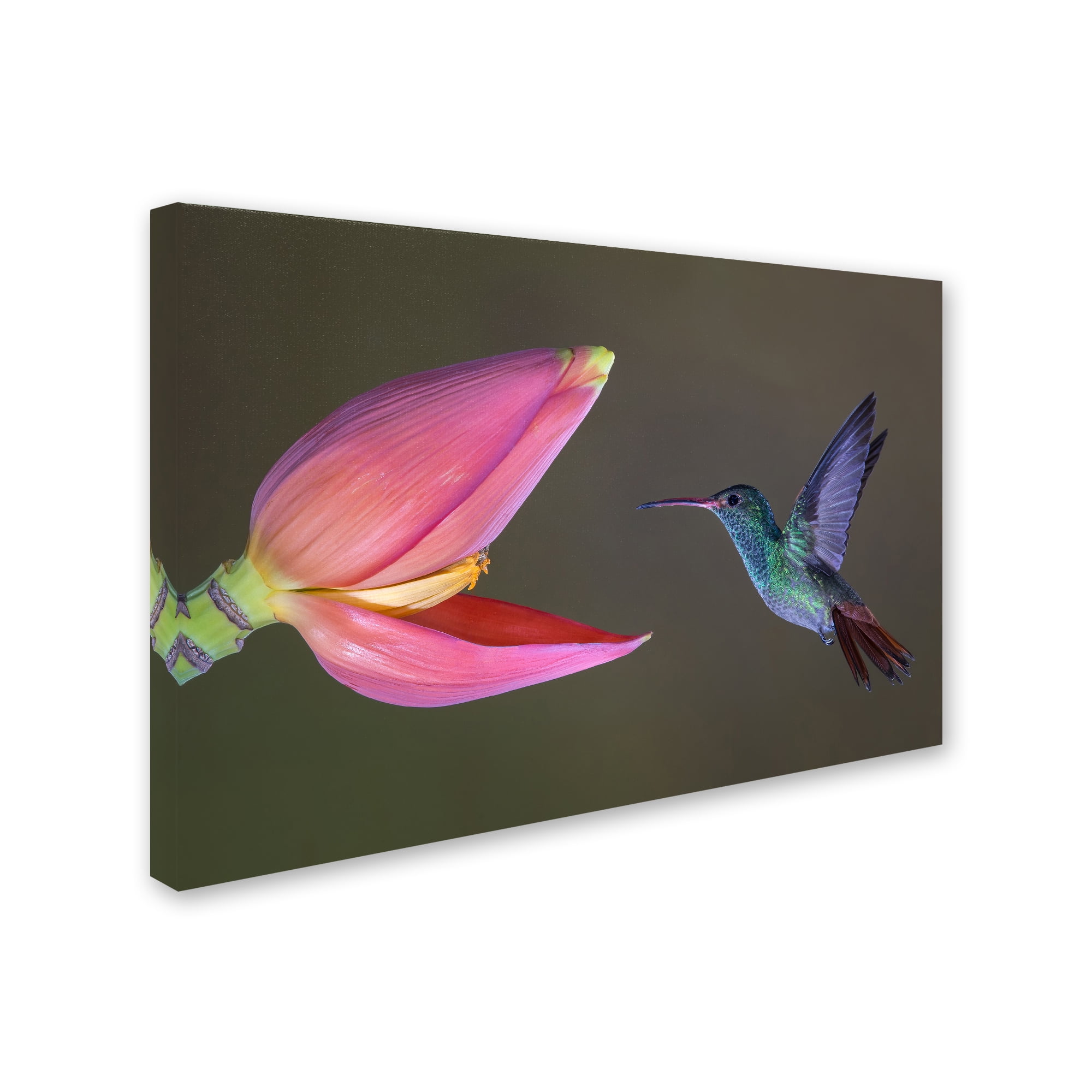 Trademark Fine Art 'Target Practice' Canvas Art by Greg Barsh