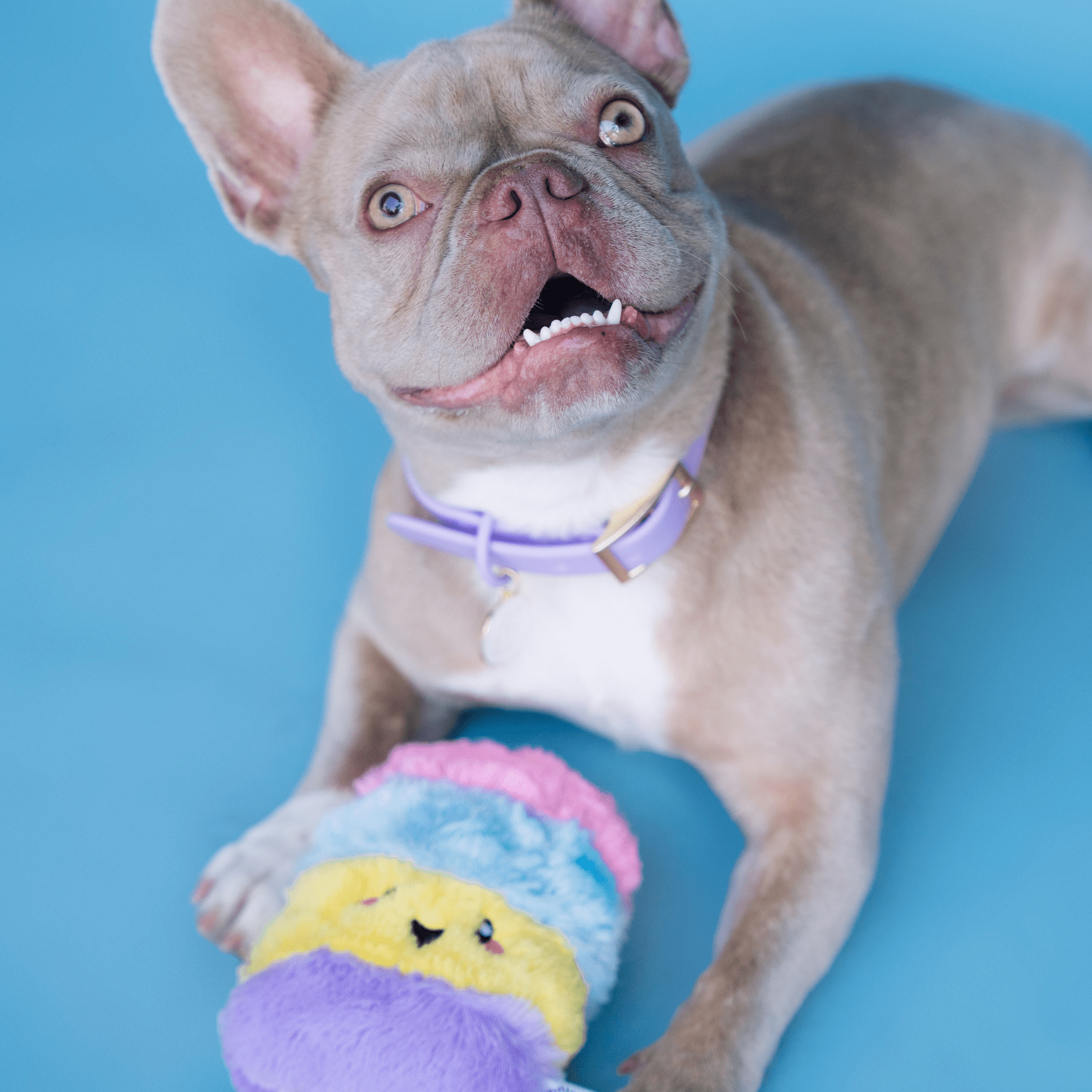 Bundle x Joy Poppin Popsicle Plush for Dogs with Squeaker, Crinkle & Softness for Added Joy