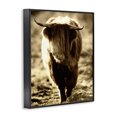 thumbnail image 2 of Stupell Industries Farmhouse Sunlit Highland Longhorn Cattle Wandering Rural Countryside Black Framed Giclee Art, 11 x 14, by James Dobson, 2 of 7