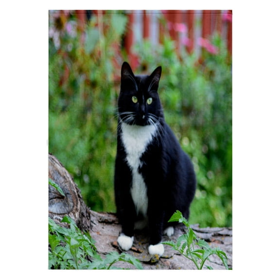 3dRose, Pretty Female Black and White Tuxedo Cat on a Log, 22x30 Bath Hand Pool Towel