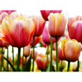 thumbnail image 3 of PhotoINC Studio 24x19 Black Modern Framed Museum Art Print Titled - Tulip, 3 of 5