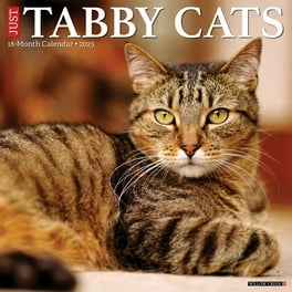 Dress up Your Kitty 2018 16 Month Calendar Includes