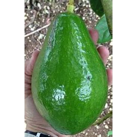 Utuado Grafted Avocado Tree 2-4ft Tall Dwarf Tree. We ship to all states