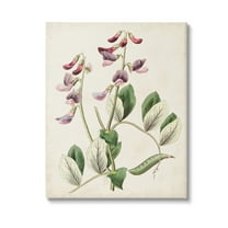 Stupell Industries Vintage Foxglove Study Botanical & Floral Painting Gallery Wrapped Canvas Art Print Wall Art, 16 x 20