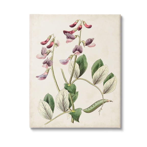 Stupell Industries Vintage Foxglove Study Botanical & Floral Painting Gallery Wrapped Canvas Art Print Wall Art, 16 x 20