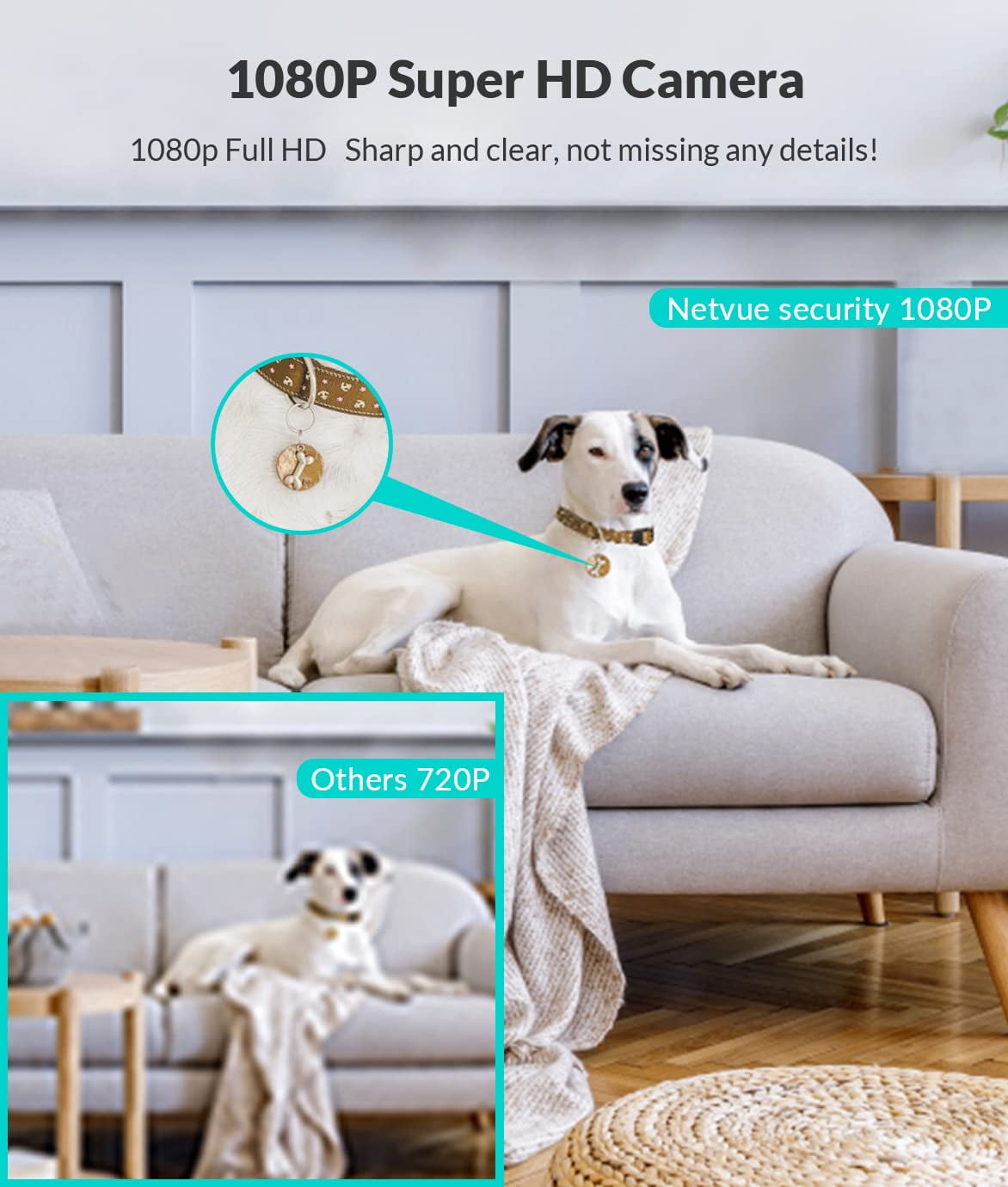 dog camera with night vision