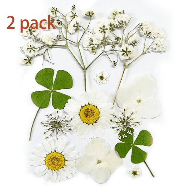 Hojas de margaritas secas naturales reales con pinzas para manualidades, velas, accesorios, creaciones artesanales de joyería (modelo blanco)