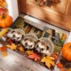 thumbnail image 4 of Felpudo con Diseño de Calabaza y Hojas de Arce Otoñales | Alfombra Decorativa para Entrada, Halloween y Acción de Gracias | Alfombra de Poliéster Suave para Baño, Cocina y Porche | Felpudo Lavable y, 4 of 6