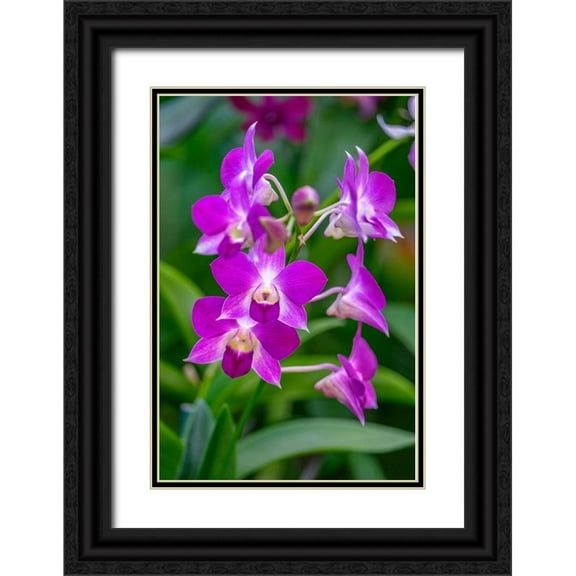 Engelbrecht, Lisa S. 23x32 Black Ornate Wood Framed with Double Matting Museum Art Print Titled - Dendrobium Orchid