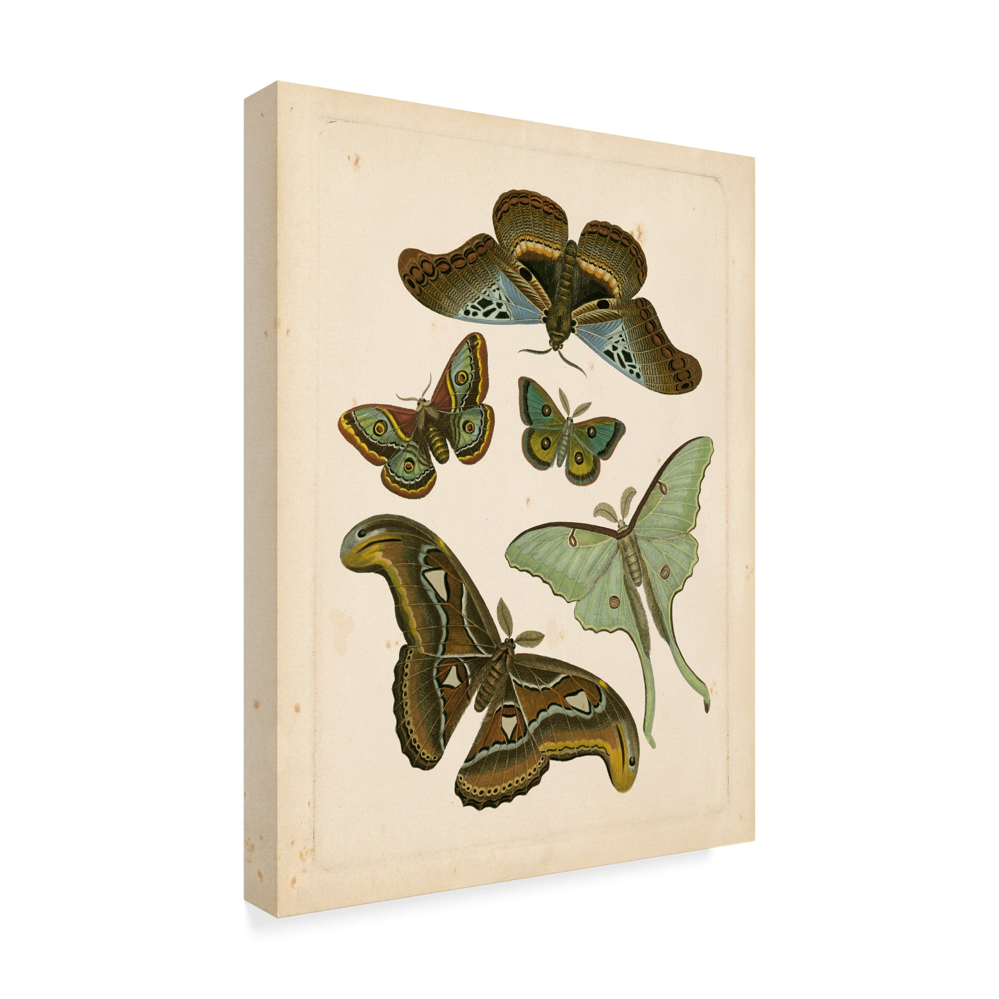 Trademark Fine Art 'Antique Entomology II' Canvas Art by Vision Studio