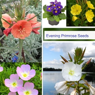 Ferry-Morse Economy 7.5G Wildflower Low Grow Mixture Annual Flower