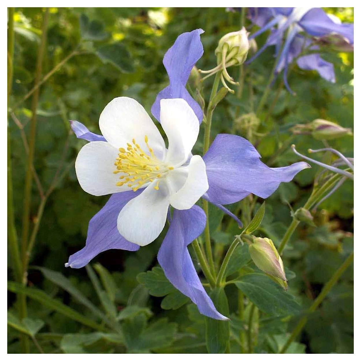 Everwilde Farms - 1 oz Blue Rocky Mountain Columbine Native Wildflower Seeds - Gold Vault Bulk Seed Packet