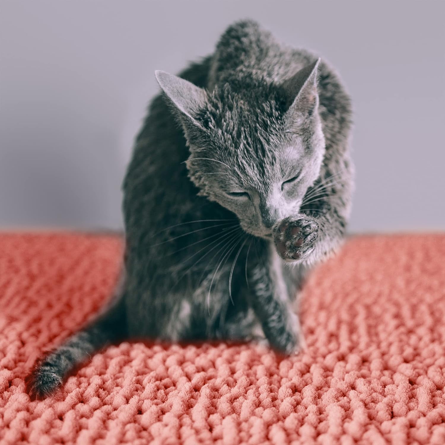 CatGuru Cat Litter Mat, Medium, Extra Large, XXL, Waterproof Litter Box Mat, Non Slip Kitty Litter Mat, Machine Washable Litter Trapping Mat, Soft Litter Tray, Cat Stuff (Coral, Medium/Heavy Duty)