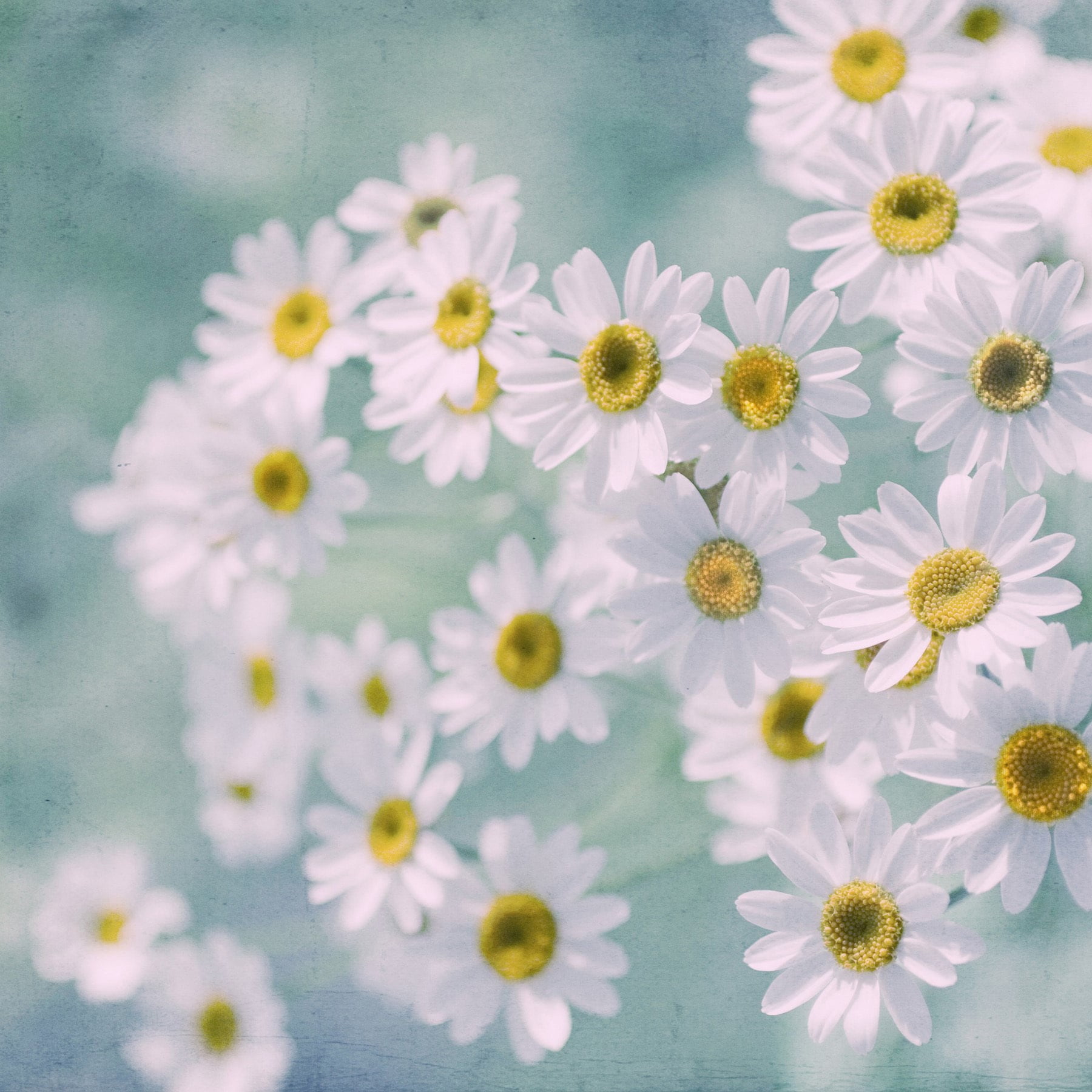 "Fever Few Blossoming" Painting Print on Wrapped Canvas