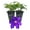 2 Plants, variant on Clematis Duchess of Cornwall - Live Starter Plant in a 2 Inch Growers Pot - Starter Plants Ready for The Garden - Rare Clematis for Collectors