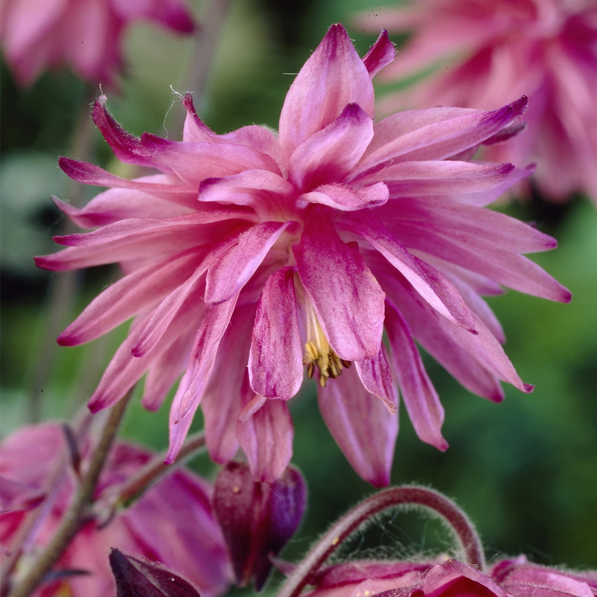 Van Zyverden Aquilegia Columbine Pink Barlow Set of 5 Plant Roots Pink Partial Sun Perennial Pollinator 1 lb