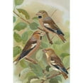 thumbnail image 2 of Johann Friedrich Naumann 18x24 Gold Ornate Framed and Double Matted Museum Art Print Titled - Coccothraustes Coccothraustes, 2 of 4