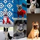 thumbnail image 2 of Flatfoosie Collar De Cadena Para Perro Collar De Cadena De M, 2 of 6