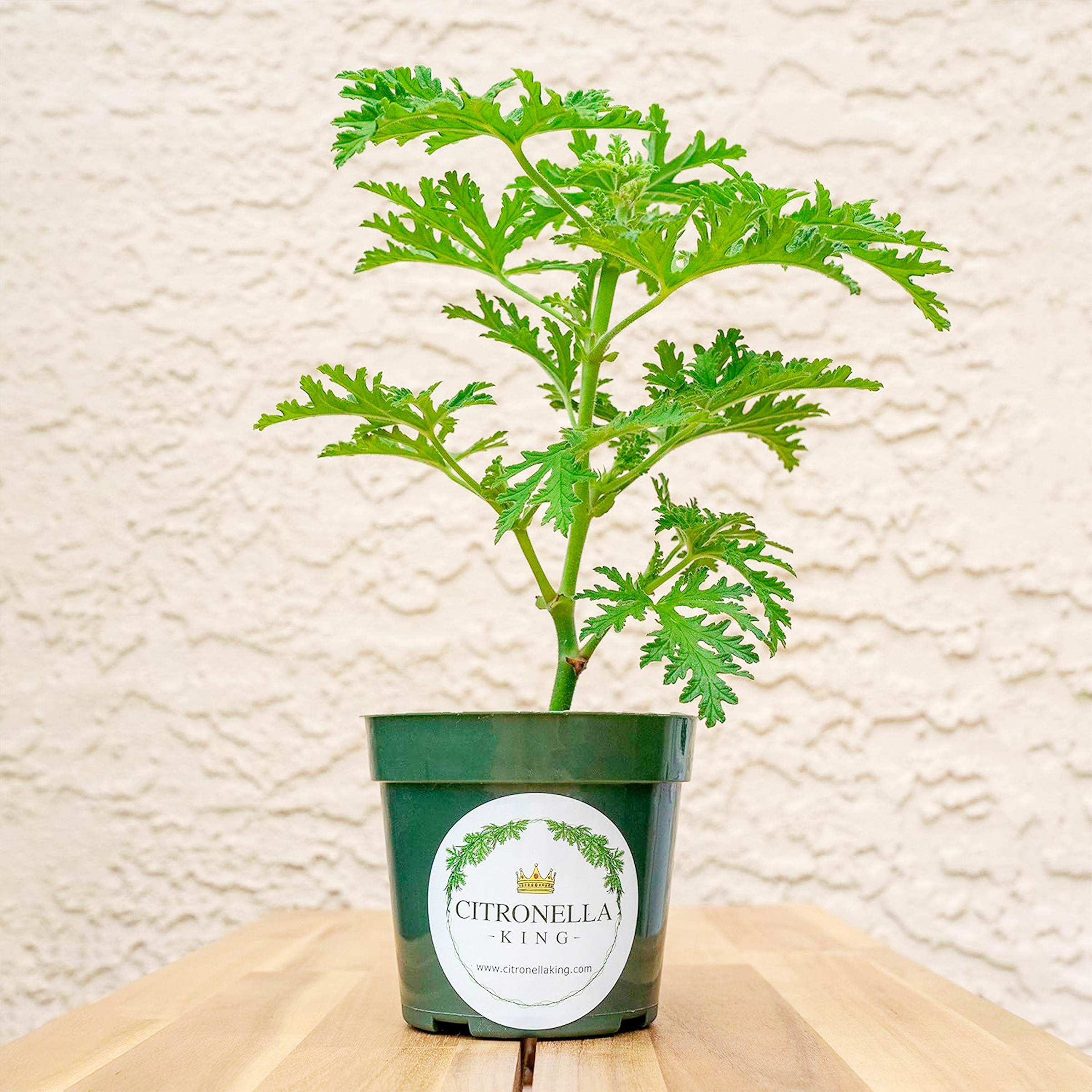 3 Citronella Plants in 4” Nursery Pots (3 Count)