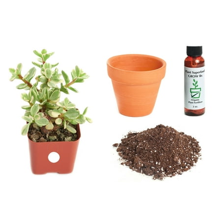 Poly Bush Kit - Home Botanicals Portulacaria Variegata 'Elephant Bush' 2In Plant Kit