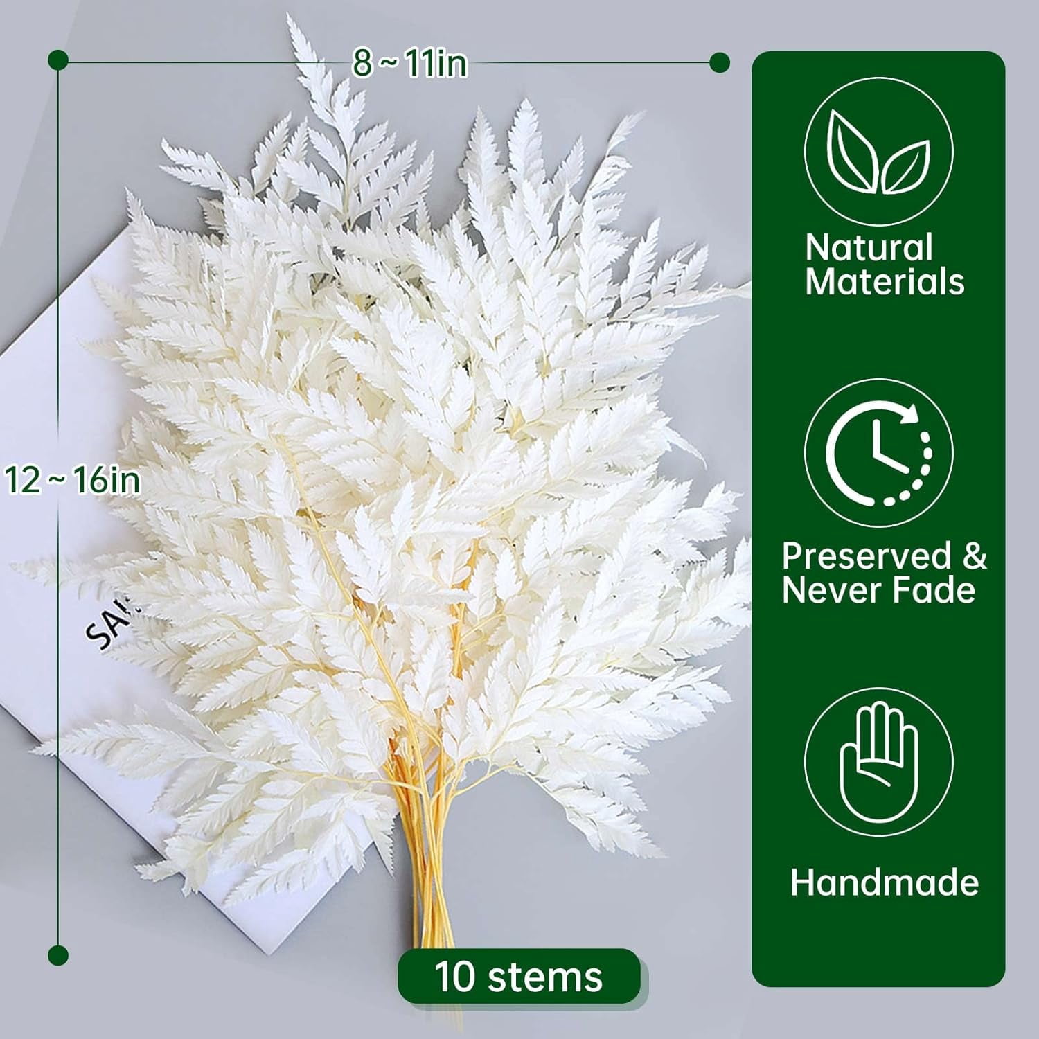 Fern Preserved White Ferns, 10 PCS Dried Boston with Stems, 15'' Real Leaves for Flowers Arrangements Wedding Garland Bouquets Home Party Centerpiece Table Decorations Vase Filler