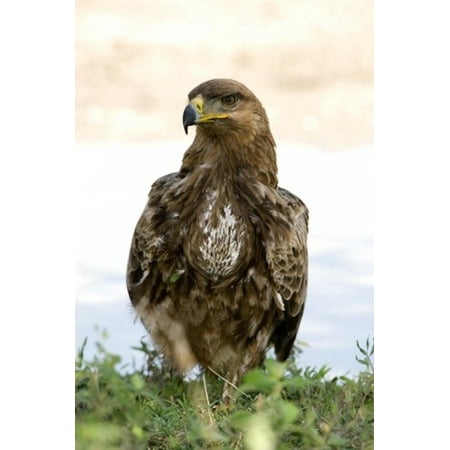 Tawny Eagle - Close-up of a Tawny eagle (Aquila rapax) Ndutu Ngorongoro Tanzania Stretched Canvas - Panoramic Images (16 x 24)