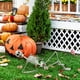 thumbnail image 5 of Esqueleto de Halloween Prop Humano Tamaño completo Cráneo Mano Vida Cuerpo Anatomía Modelo Decoración Meser  JFHKJSHJK1446, 5 of 9