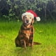 thumbnail image 5 of Seyotauo Christmas Santa Hat Dog Garden Stake Decoration - Iron Outdoor Christmas Decorations, Festive Yard & Lawn Ornament for Christmas Parties, Holiday Gatherings & Outdoor Christmas Celebrations, 5 of 7