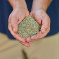 thumbnail image 5 of Scotts Turf Builder Green Max Grass Seed Mix, 5 of 5