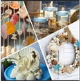 thumbnail image 5 of Sinkoo Sea Shells Mixed Beach Seashells 12 Kinds 0.5"-2.5", Scallops Starfish Sand Dollarand More, Various Sizes Natural Sea shells Beach Party DIY Fish Tank Vase Filler, 5 of 6
