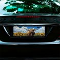 thumbnail image 7 of Highland Cow in Sunflower Field Front License Plate,Metal License Plate,Funny Standard Plates Personalized Novelty Decorative For Men/Women/Boys/Girls Car 6×12 Inch, 7 of 7