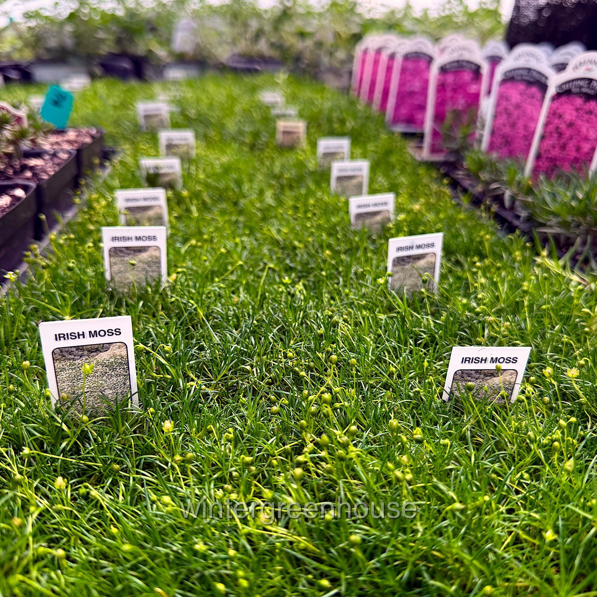 Sagina Subulata, Irish Moss Ground Cover - Pot Size: 4x 2.63x1.72x2.75" - Ground Cover Plants, Plant Collections