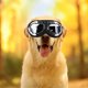 thumbnail image 5 of Gafas de sol para perros Gafas para perros Correa ajustable para viajes Esquí y gafas antivaho para nieve Gafas para mascotas, 5 of 5
