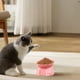 thumbnail image 5 of Cuencas de Comida para Gatos Cuenca de Comida para Gatos de Gran Capacidad, Cuenca de Comida para Mascotas, Cuenca de Bebida para Gatos Linda, Proteger el Cuello Del Gato Puede Comida para Gatos, 5 of 6