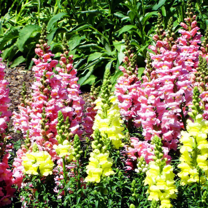 30 Pink Rocket Snapdragons Seeds, Cold Resistant