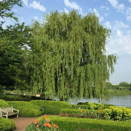 Brighter Blooms - Weeping Willow Tree, 4-5 ft. - No Shipping to AK, AZ, HI