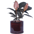 thumbnail image 1 of Ficus Elastica Burgundy | Rubber Tree (M) in 6" growers pot, 1 of 1