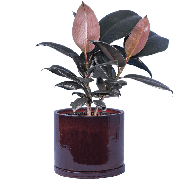 Ficus Elastica Burgundy | Rubber Tree (M) in 6" growers pot