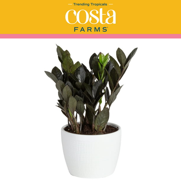 Costa Farms Trending Live Indoor and Outdoor 10in. Tall Black Raven® ZZ Zamioculcas 'Dowon'; Medium, Indirect Light in 6in. mixed material Planter -