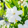 thumbnail image 2 of Gardenia Liquid Fertilizer 8oz. Tailored Bloom Boosting Plant Food, Great for Indoor Outdoor Flowering Plants, 2 of 5