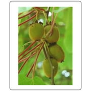 Kiwi Fruit (Actinidia Chinensis) Vine Great Heirloom ~ Bulk 2,000 Seeds