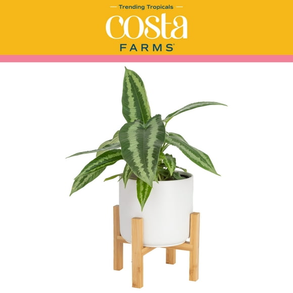 Costa Farms